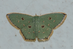 Comostola meritaria