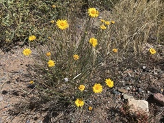 Xanthisma spinulosum gooddingii