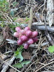 Haemanthus