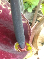 Arum dioscoridis