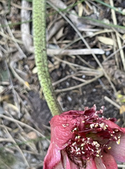 Haemanthus