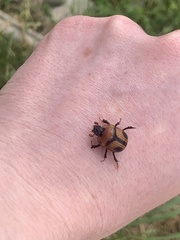 Bolbocerosoma confusum