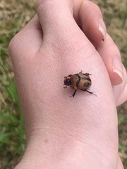 Bolbocerosoma confusum