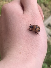 Bolbocerosoma confusum