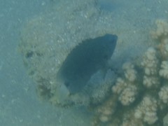 Pomacentrus albicaudatus