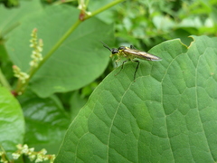 Tenthredo finschi
