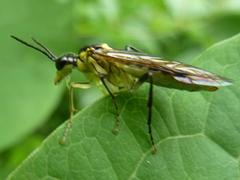 Tenthredo finschi