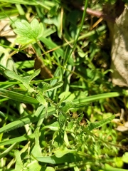 Taraxacum tortilobum