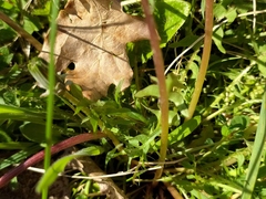 Taraxacum tortilobum