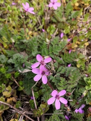 Erodium cicutarium
