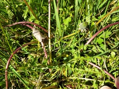 Taraxacum tortilobum