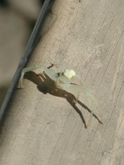 Thomisidae