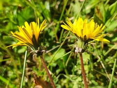 Taraxacum tortilobum