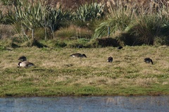 Branta canadensis maxima