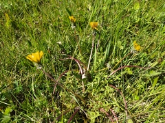 Taraxacum tortilobum