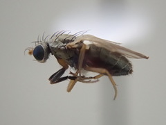Trixoscelis flavida