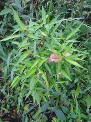 Dianthera secunda