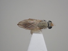 Trixoscelis flavida