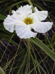 Mandevilla petraea