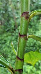 Costus erythrocoryne