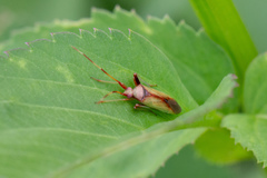 Creontiades rubrinervis