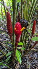 Costus erythrocoryne
