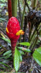 Costus erythrocoryne