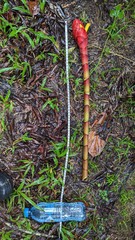 Costus erythrocoryne