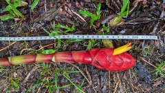 Costus erythrocoryne