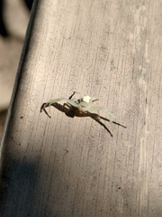 Thomisidae