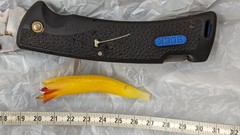 Costus erythrocoryne