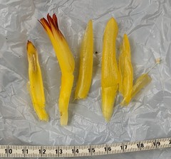 Costus erythrocoryne