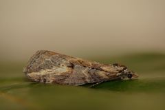 Chesias isabella