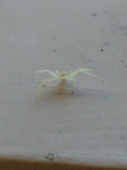 Thomisidae