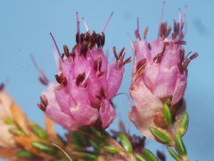 Erica globiceps globiceps