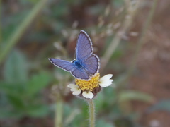 Hemiargus hanno