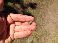 Hyla wrightorum