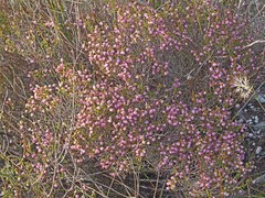 Erica globiceps globiceps