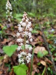 Tiarella wherryi