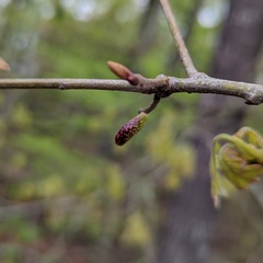 Amphibolips ellipsoidalis