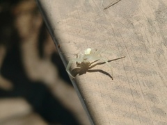 Thomisidae
