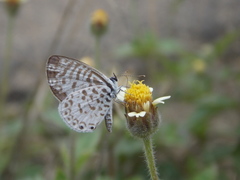 Leptotes cassius