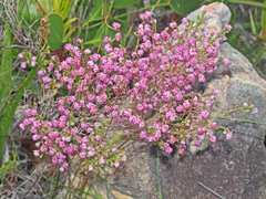 Erica globiceps globiceps