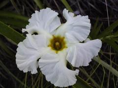 Mandevilla petraea