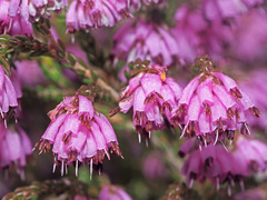 Erica globiceps globiceps