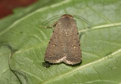 Caradrina flavirena