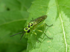 Tenthredo omega