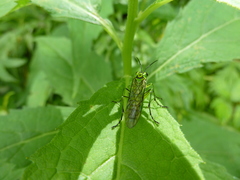 Tenthredo omega