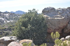 Pinus juarezensis × monophylla