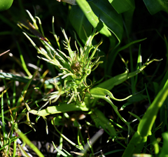 Triphysaria versicolor